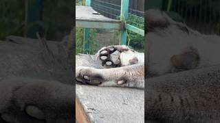 Pink thumb since childhood 😍 #animals #braige #bigcat #cat #shortvideo #shorts