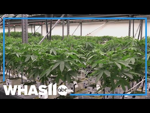 YouTube video thumbnail: Medical Cannabis Now Available Statewide in Kentucky