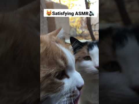 Satisfying???ASMR