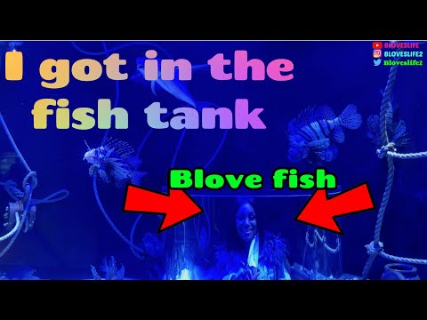 Fish Tanks Direct Coupon Code 07 2021 - roblox fish tank hat