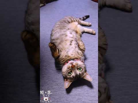 寝転がってる猫の周りにも猫！　#ジェネッタ #マンチカン #短足