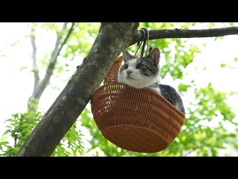つりかごさばじろう　250811