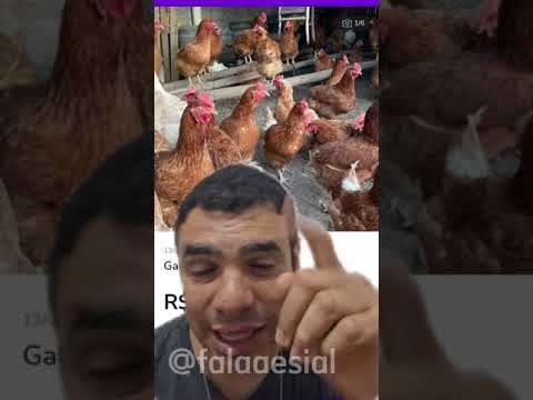 Preço de GALINHA no OLX de SÃO PAULO 😱 🐓💸 #saopaulo #animais