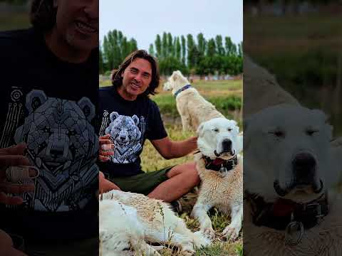 Kurt Mu Kangal Mı Bu Defa İşin En Uzmanına Sorduk!