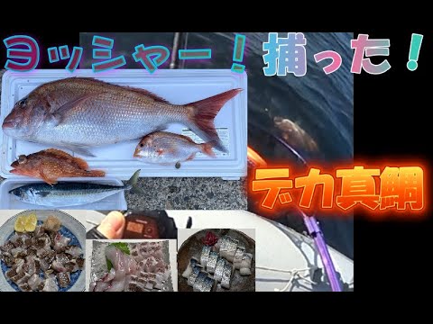 鯖だらけの海でタイラバで大鯛！直後に強制終了！