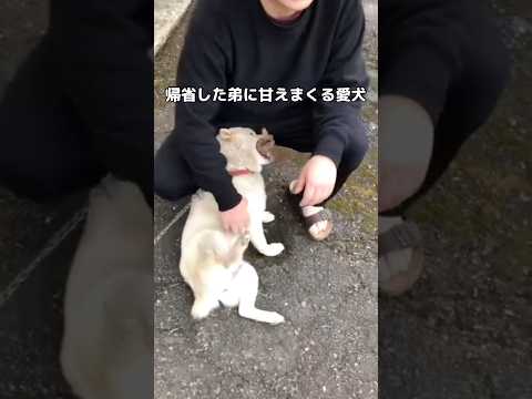 犬の動画サムネイル - 一緒に暮らしていた時期もないのに帰省した弟に甘えまくる白柴 #柴犬 #白柴 #shorts