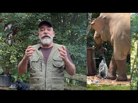 Elefante comendo lixo
