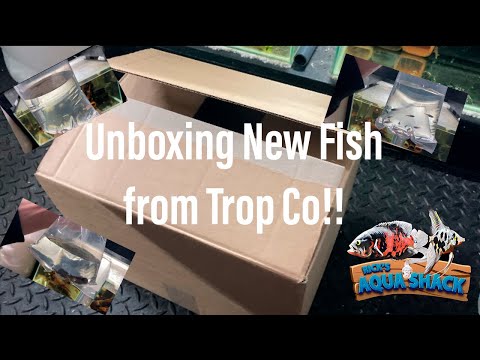Unboxing New Fish from Trop Co!! Last week I picked up some fish from Trop Co! 
Well worth a visit if you’re over that way!! 

Foll