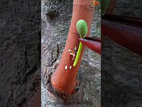 jackfrut easy grafting ✔ technique #satisfying #garden #nature