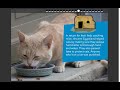 Ancient Egyptian Cats and Their Significance