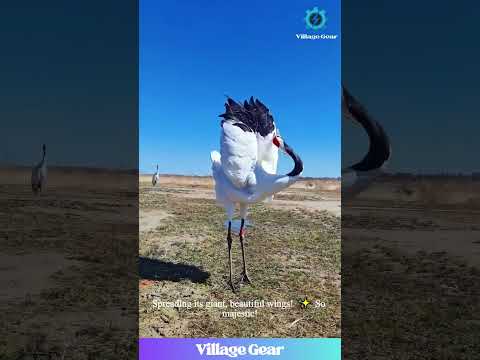 REAL-LIFE Phoenix?! 🤯 Watch This MAJESTIC Crane Perform a Breathtaking Ballet Dance! #crane #dance