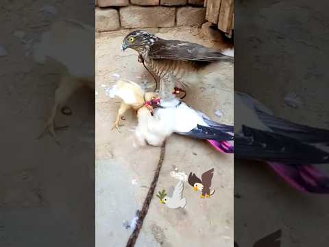 Kabotar and baaz 🕊️🦅🕊️#india #pigeon #bird #status #subscribe #shorts #short #love #viralvideo