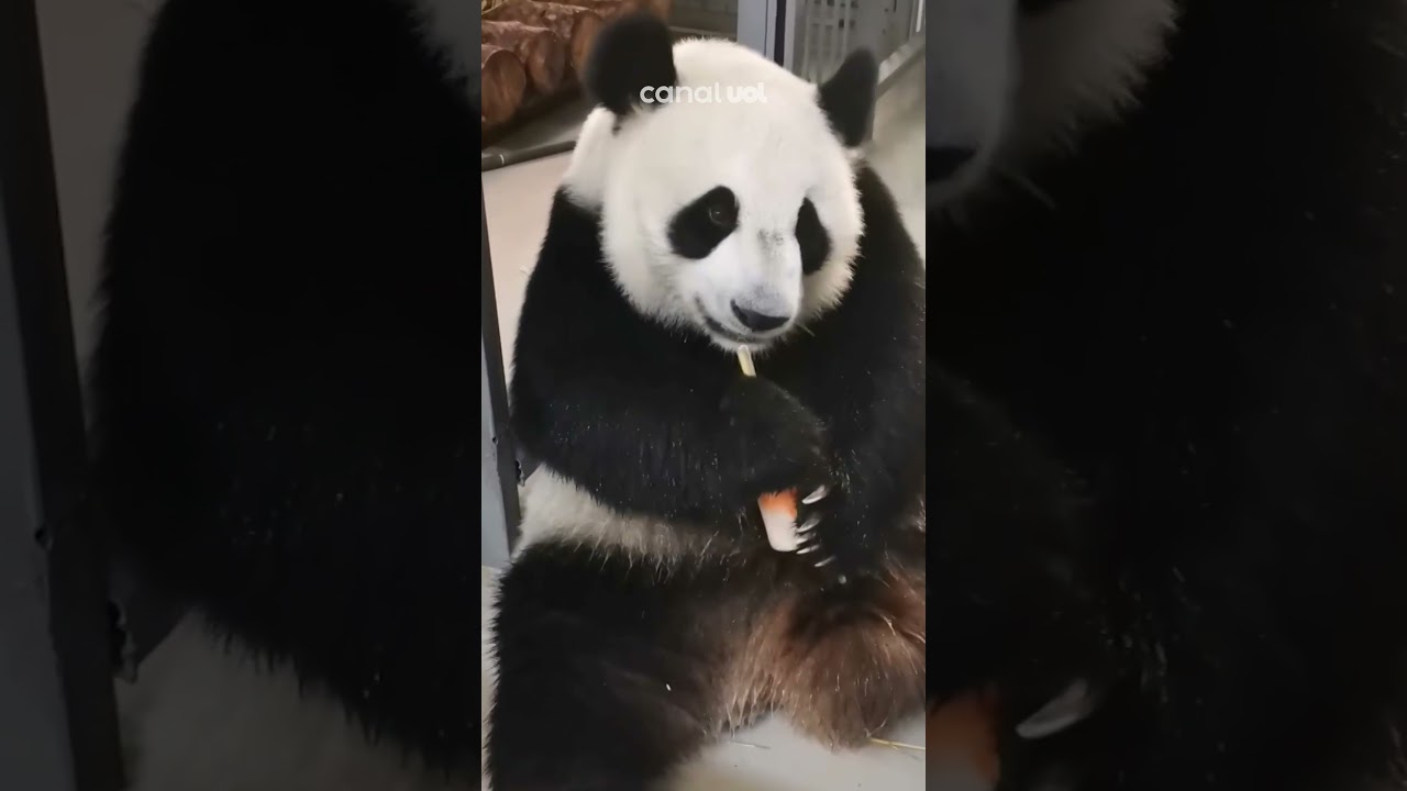 Panda esfrega picolé no corpo para aliviar o calor em Moscou, na Rússia; veja vídeo