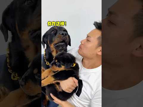 没有被老坨爆过头的童年是不完整的 #罗威纳 #一坨 #罗威纳护卫犬 #pets #rottweiler #rottweilerpuppy #向威