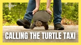 A Turtle Taxi? How This Volunteer Network Helps to Protect Canada’s Turtles