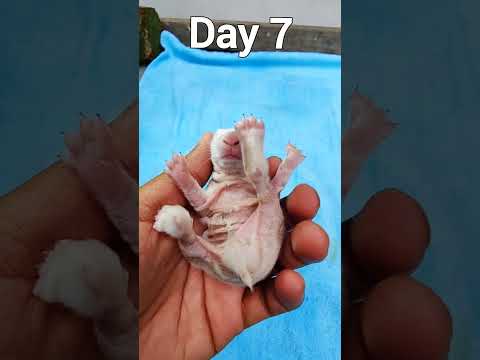 Newborn Baby Rabbit 1 To 12 Days #shorts