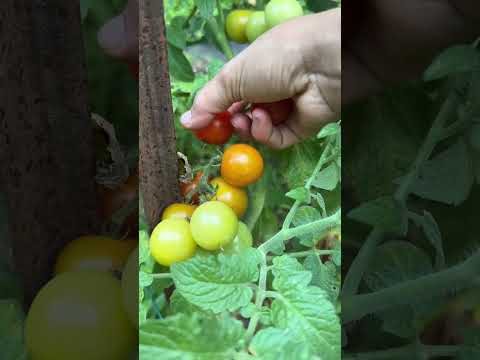 Cosechando tomates #natural