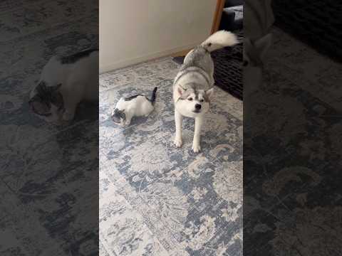 救出される猫 #シベリアンハスキー #ハスキー #猫