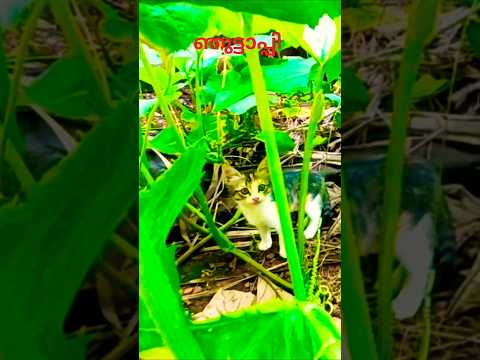 ഞുട്ടാപ്പി 😃❤ #luttappi #dakini #funny #cat #shortsvideo