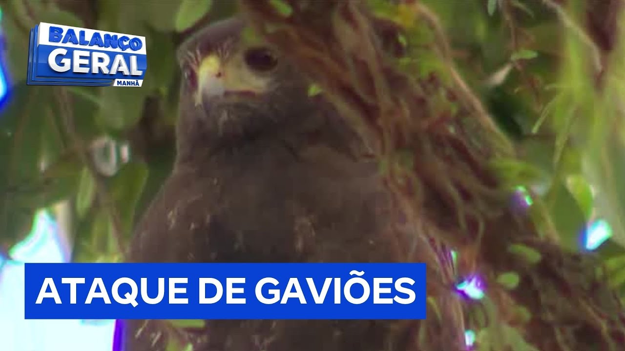 Moradores de Santos SP enfrentam ataques de gaviões em áreas urbanas