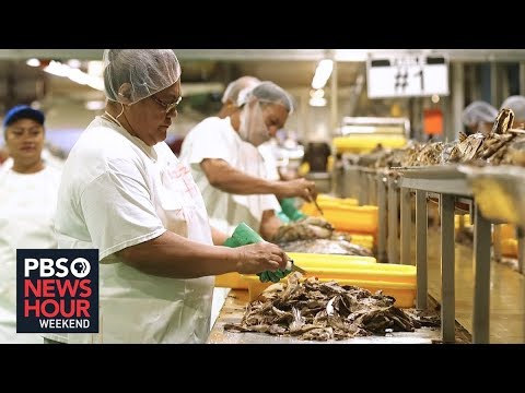 YouTube video thumbnail: Sea Obstacles Imperil American Samoa's Tuna Industry