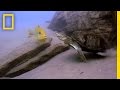 Wildlife Interactions in Lake Tanganyika