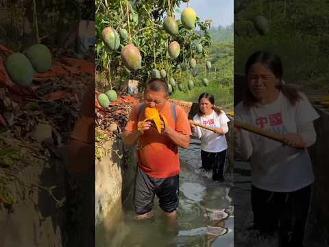 चम्पा राजू को क्यों मार रही है 🥺😭 Part {2} #shortvideo #indianshorts #mangorecipe #mangojuice #mango