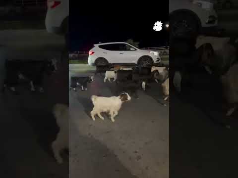 متداول - راعي غنم مع قطيعه في صيدا