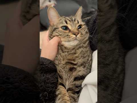 猫の動画サムネイル - 大暴れしてたらママに捕まったﾌﾟﾁたぬき!! #shorts #猫 #cat