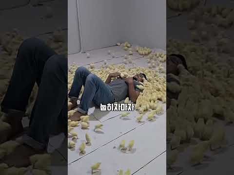 병아리 담요에 덮인 남성의 실험
