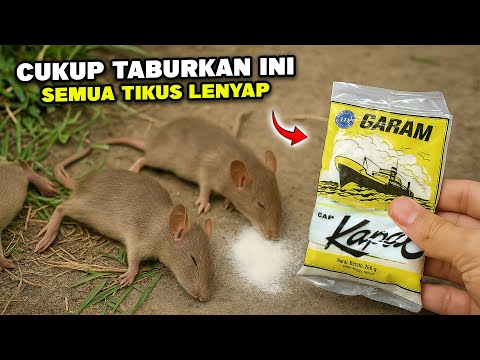Cukup Taburkan ini, TIKUS LANGSUNG PERGI SELAMANYA !!