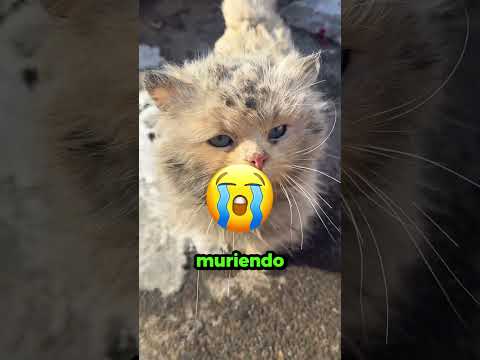 Este Chico Pateó a su Amigo por los Aires! 😳💥