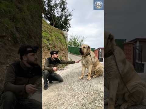 Malakli Dog – Bigger, Bolder & More Loyal Than You Think! 🐾💪