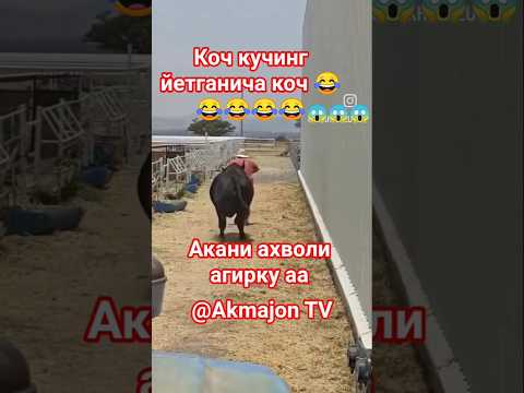 АКАНИ АХВОЛИ АГИРКУ АА 😱😱😱😱😱 #simental #buqaboqish #horse #qorabayor #sigirboqish #тикток #silos