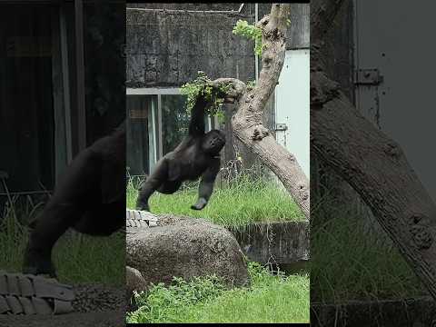 台北市立動物園の金剛猩猩のかわいさと面白さを紹介 サムネイル