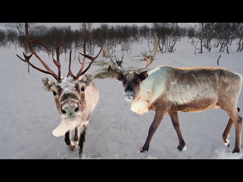 Reindeer: Majestic Nomads of the Arctic