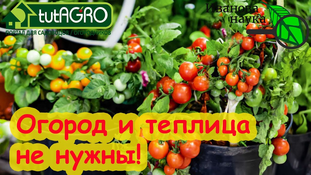 Разбор полётов 4. Огород не нужен: виктория карелина против комнатных томатов.