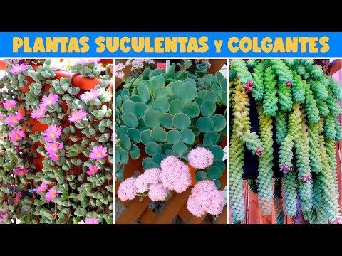 10 PLANTAS SUCULENTAS y COLGANTES para DECORAR EL HOGAR