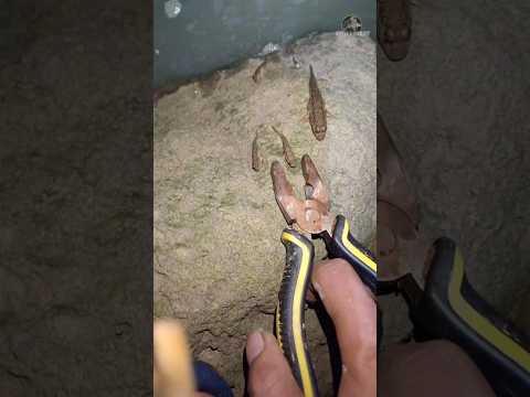Catching Mudskippers With Pliers.