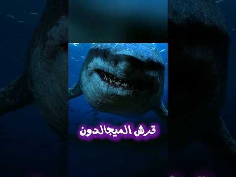 مواجهة خطيرة بين حوت العنبر وقرش الميجالدون، فمن سيفوز؟