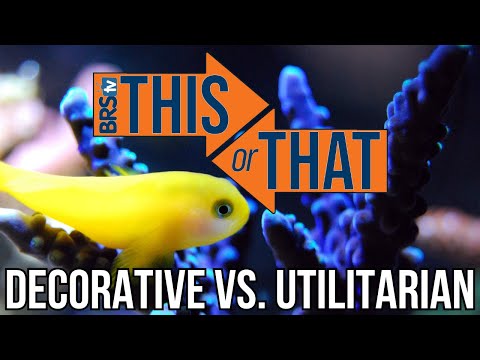Decorative vs Utilitarian Fish_ What's the Differe In this episode, Will and Kyle dive into the key differences between decorative and utilitarian reef