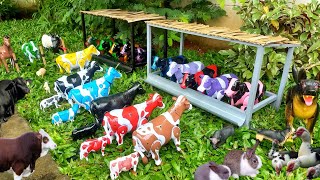 Truk Gandeng Angkut‼️Sapi Kurban,Kerbau & Kambing | Proses Melahirkan Cesar Sapi Lucu , Sapi Belang