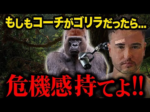 モテるゴリラの意外な特徴！ 厳しいゴリラコーチ シルバーバック