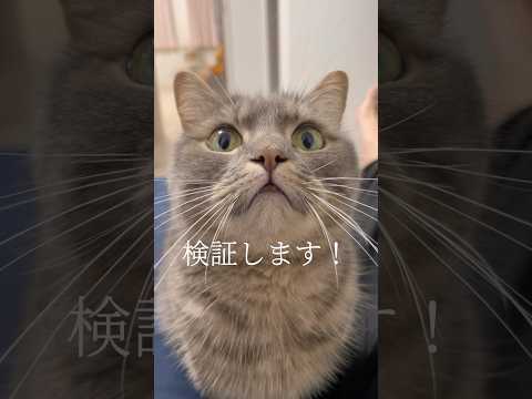 猫の動画サムネイル - 【検証】罠を張って猫にお手をさせてみた！アクアの場合 #shorts #猫 #猫のいる暮らし