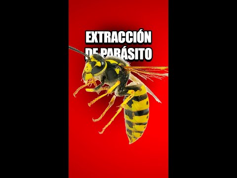 SACAN este PARASITO de una AVISPA! 😱 #shorts