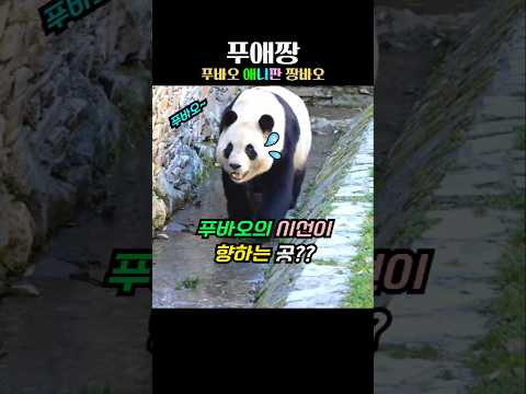 푸바오의 시선이 향하는 곳을 자세히 보세요