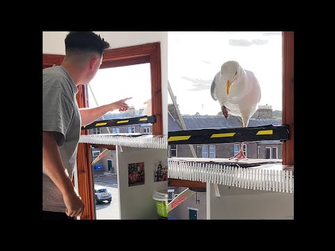 My Pet Seagull Jumps Over His Fence... Into The House!
