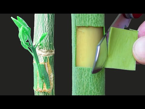 Como injertar cítricos y cualquier frutal fácil y rápido