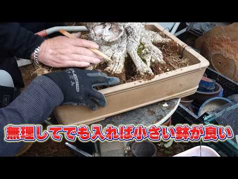 無理しても入れば小さい鉢が良い