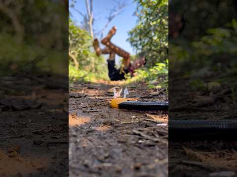 What a scene! The millipede gathered around the small round candy#shortvideo#millipede